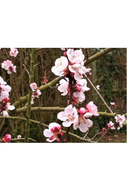 Абрикос Вондер Кот цвітіння